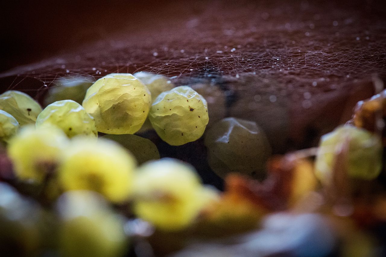 Vignoble Technique Vin de paille VDP-0048